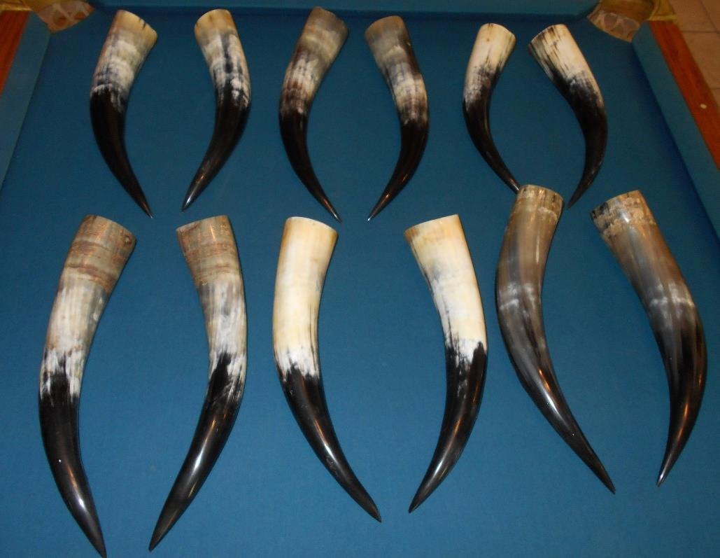 Assorted natural horns before finishing